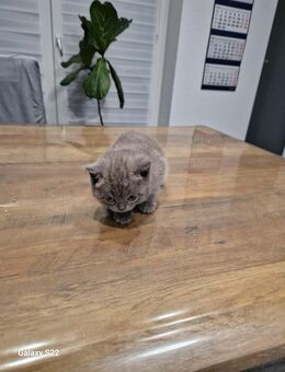 Katzen zu verkaufen - Löningen