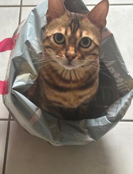 Verkaufe reinrassige Bengalkatze - Bad Bevensen Zentrum