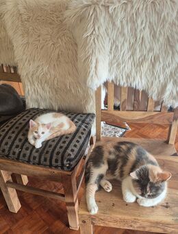 Bkh kitten weiss Creme männlich - Ratingen