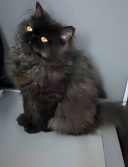 Britischer Langhaarkater sucht liebevolles Zuhause! - Stuttgart