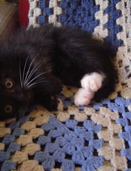 1 Katzenbaby, geboren 5. 8. 25 - Bottrop