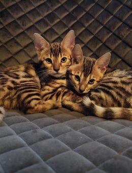 Bengal Kitten mit Stammbaum - Weener