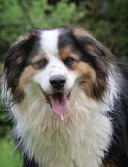 Basco sucht ein Zuhause - Pirmasens