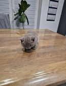 Katzen zu verkaufen in 49624