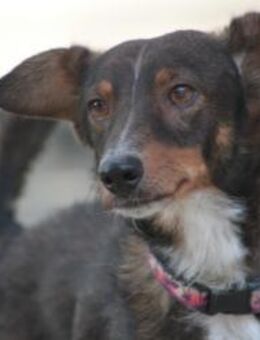 Joshi - freundlich & lieb - Lohmar