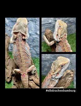 No.6 High Red Blue Bartagame female (pogona vitticeps) NZ April 2025 - Hamburg Wandsbek