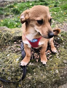 Goldstück Nicky - Tholey