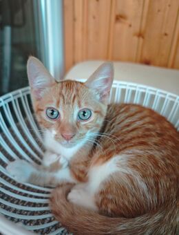 2 junge Kater - Ellzee