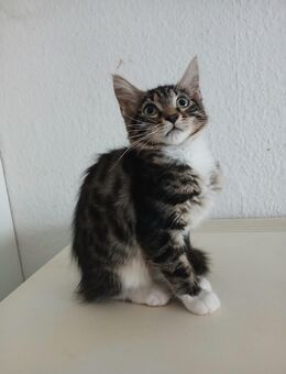 **Traumhafte MC Kitten im absoluten Wildlook - Frankfurt (Main) Heddernheim