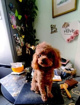 Chinesischer Toypudel Deckrüde 2,5 kg Laboklin Test - Bramsche