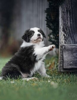 Reinrassige Australian Shepherd Welpen mit Papieren - Wang
