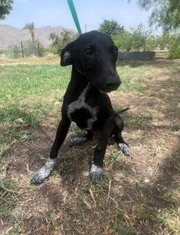 Oskar sucht sein Zuhause - Duisburg