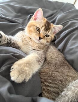 BHK kitten zuverkaufen - Hamm