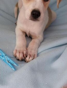 Georgie ist ein lieber, süßer Kerl - Berlin