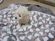 Unsere Maja hat uns sechs zuckersüße Maltipoo-Welpen geschenkt - Mücheln (Geiseltal)