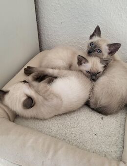 Siam Kitten abzugeben ab 18.11.2025 chocolate point und seal point - Dresden