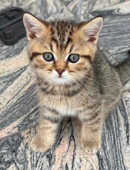 BKH britisch Kurzhaar Kitten black golden tabby - Düsseldorf