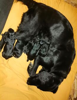 Labrador-Schäferhund-Bernner Sennenhund Junghunde - Teutschenthal