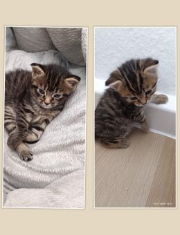 Katzenbabys - Oberhausen