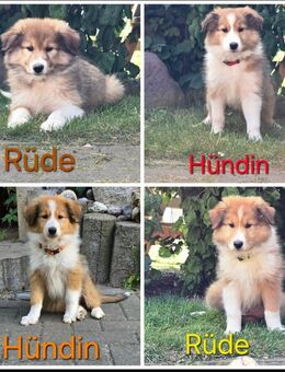 4 Collie Welpen - Mülverstedt