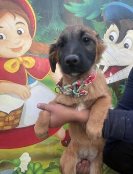 Holly sucht ein Zuhause - Olfen