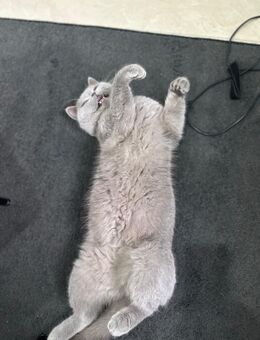 Britisch Kurzhaar Katze weiblich grau/lilac - Wiehl