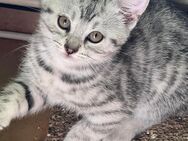 4 BHK Kitten suchen ein neues Zuhause - Berlin Reinickendorf