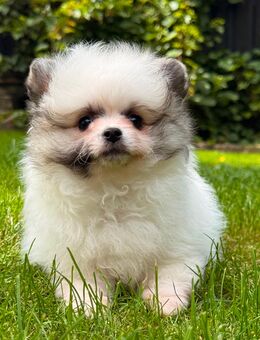 Pomchi Welpen Chihuahua x Pomeranian Zwergspitz Hundewelpen - Bad Driburg