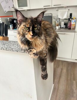 Maine Coon Kitten suchen ein neues Zuhause - Tornesch