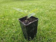 Esskastanie Setzlinge bekannt aus SWR Marone Baum LaCaTho Pflanzeesskastanie kaufen online bestellen preis versand garten pflege heimisch natur Vatertag - Pfedelbach