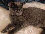 Kitten britische BKH - Essen