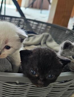 BKH Edelmix Kitten, Kätzchen in schwarz oder grau - Altdorf (Bayern)