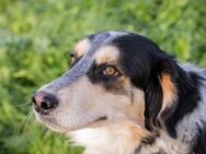 Collie Duke sucht Familie/Pflegestelle - Duisburg