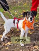 KATTY, w., kastr., Mischling, 42 cm in 78354