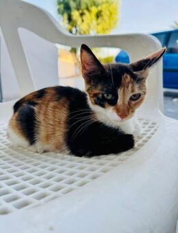 Cinnamon aus dem Tierschutz - Grevenbroich