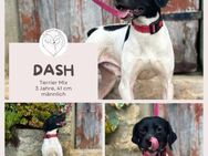 Dash: Verschmuster Terriermix - Brühl (Nordrhein-Westfalen)