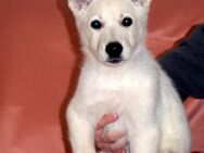 Berger Blanc Suisse "vom Honigbaum" Welpen stockhaar - Zossen