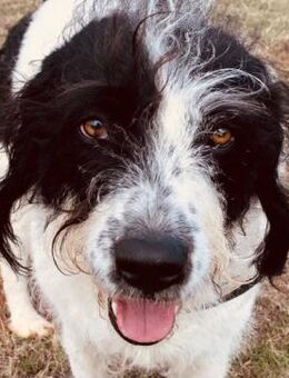 Bella ❤️ nett, freundlich, gehorsam. - Hamburg