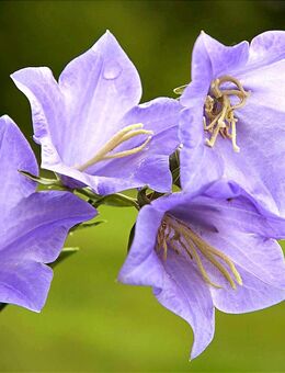 Samen PFIRSICHBLÄTTRIGE GLOCKENBLUME (Campanula persicifolia) heimische Wildstaude Naturgarten - Stuttgart