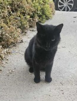 Jason aus dem Tierschutz - Grevenbroich