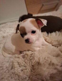 Verkaufe eine süße Chihuahua Hündin Welpe - Bützow