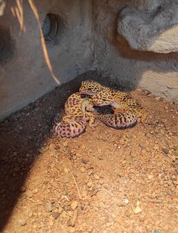 2 Leopardengeckos - Freiburg (Breisgau)