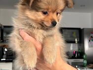 Pomeranian Chihuahua mix Pomchi - Bochum