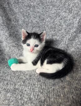 MIX KITTEN Siam mischling - Kreuztal Zentrum