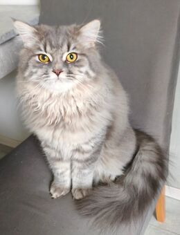 BKH/Blh Junge 5 Monaten - Wuppertal