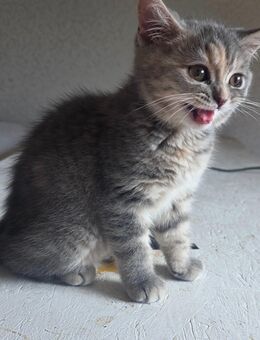 Bkh Kitten sucht - Vechelde