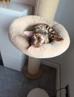 1 Bengal Kater sucht ein schönes zu Hause - Köln