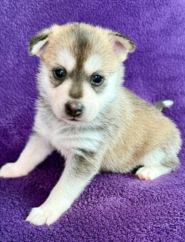 Pomsky Welpen - Albisheim (Pfrimm)