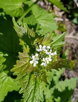 Knoblauchsrauke (Alliaria petiolata) - Horgenzell