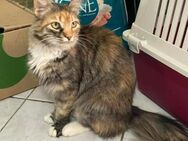 Wunderschöne Masha sucht ihr Zuhause - Margetshöchheim